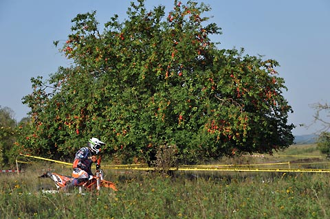 2015 08 22 baum