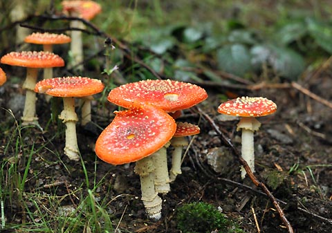 2015 10 09 pilze