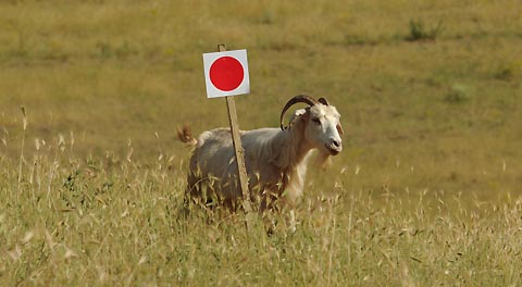 2017 06 30 GP Griechenland ambiente