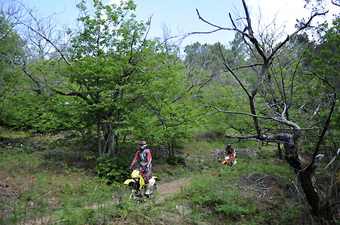2011-5-verwilderte_Kastanienhaine2